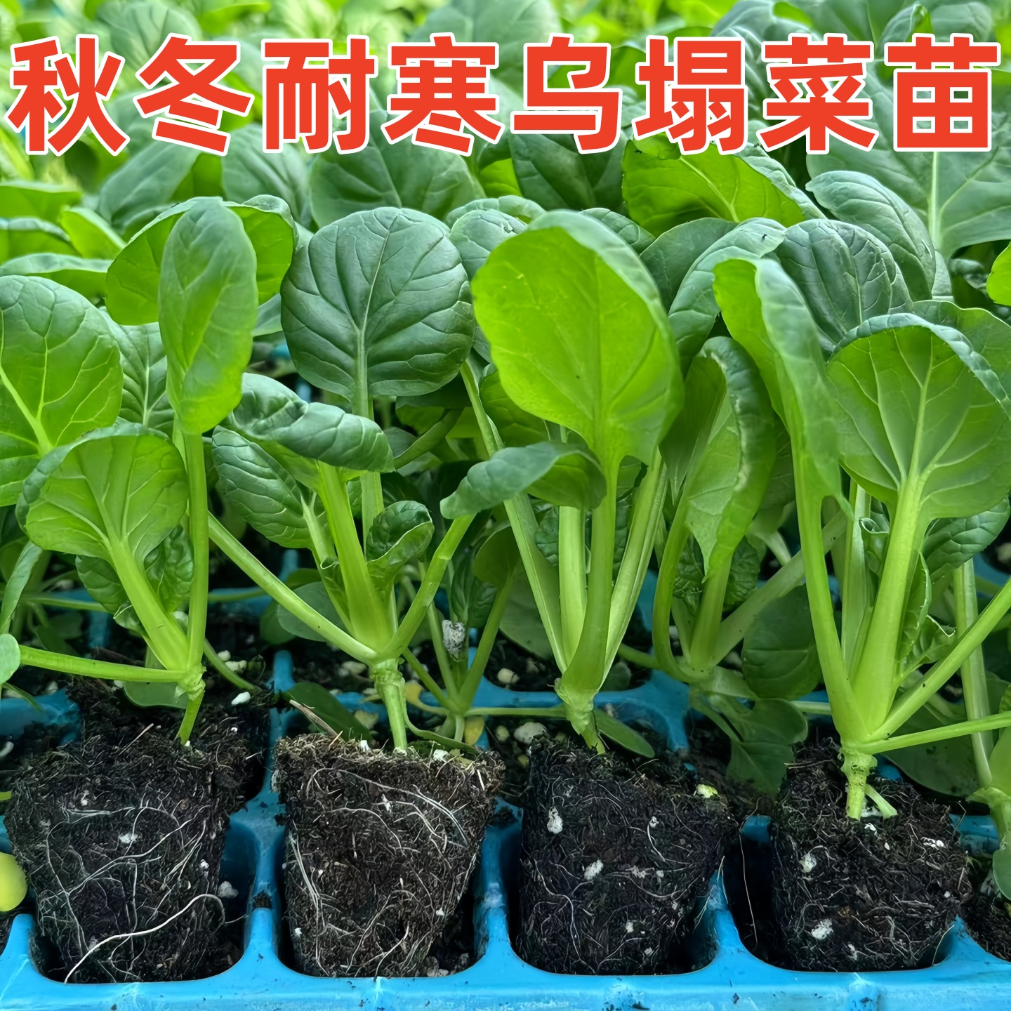 乌塌菜苗秋冬耐寒蔬菜苗黄心乌苗红青莴笋苗青梗花菜西兰花苔种秧