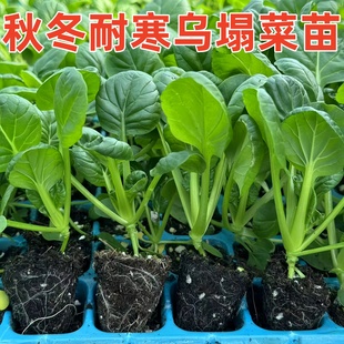 乌塌菜苗秋冬耐寒蔬菜苗黄心乌苗红青莴笋苗青梗花菜西兰花苔种秧