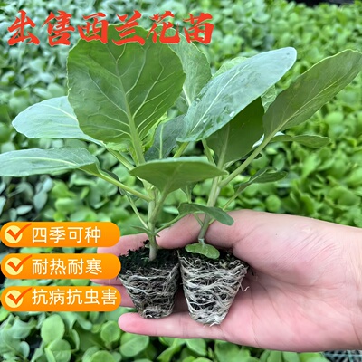 西兰花秧苗青梗松花菜苗花椰菜耐寒秋冬季白菜苗牛心甘兰苗蔬菜苗