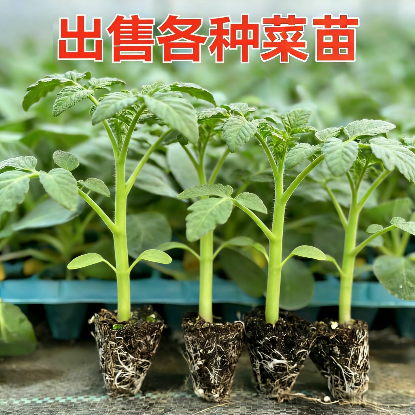 矮生番茄苗秧黑珍珠番茄苗樟树港辣椒苗茄子黄瓜西瓜水果番茄种苗