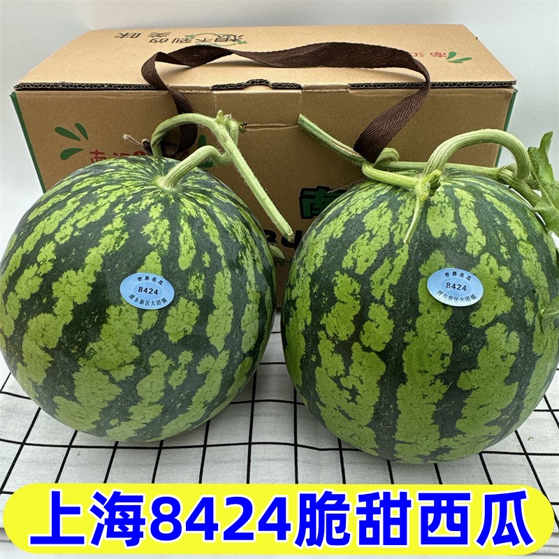 上海8424脆甜西瓜9斤大果