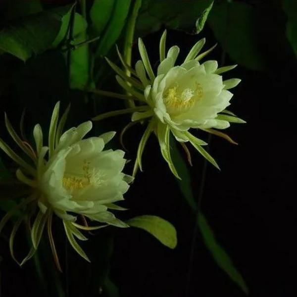 昙花盆栽室内阳台植物昙花苗盆景昙花一现绿植花卉大花浓香可食用