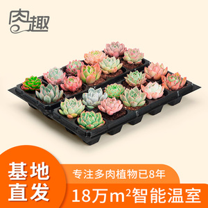 9.8元包邮  多肉植物 10个