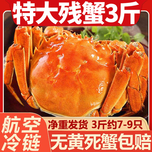 净重3斤特大残蟹大闸蟹鲜活固城湖螃蟹新鲜公母螃蟹断脚蟹次蟹