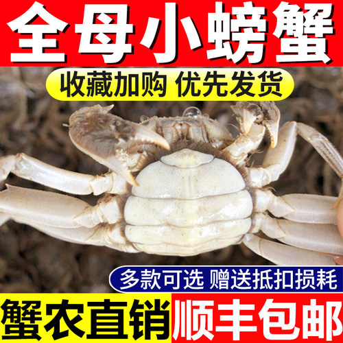 满黄全母公小螃蟹多款选顺丰包邮