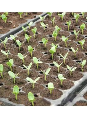 Hole trSOOy seedl iang achine蔬菜种m子穴盘育苗机 花卉穴盘播