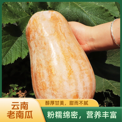 珠源小滇滇云南老南瓜
