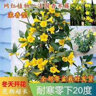 开花 法国香水茉莉花盆栽浓香花卉阳台庭院耐寒爬藤植物香水藤四季