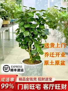 金钱兜福禄桐盆栽大型绿植老桩盆景圆叶钱串子客厅门前旺宅树盆景