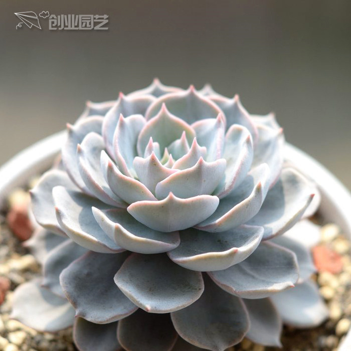 蓝石莲 多肉植物盆栽 皮氏石莲花 办公室迷你植物 桌面阳台小盆景