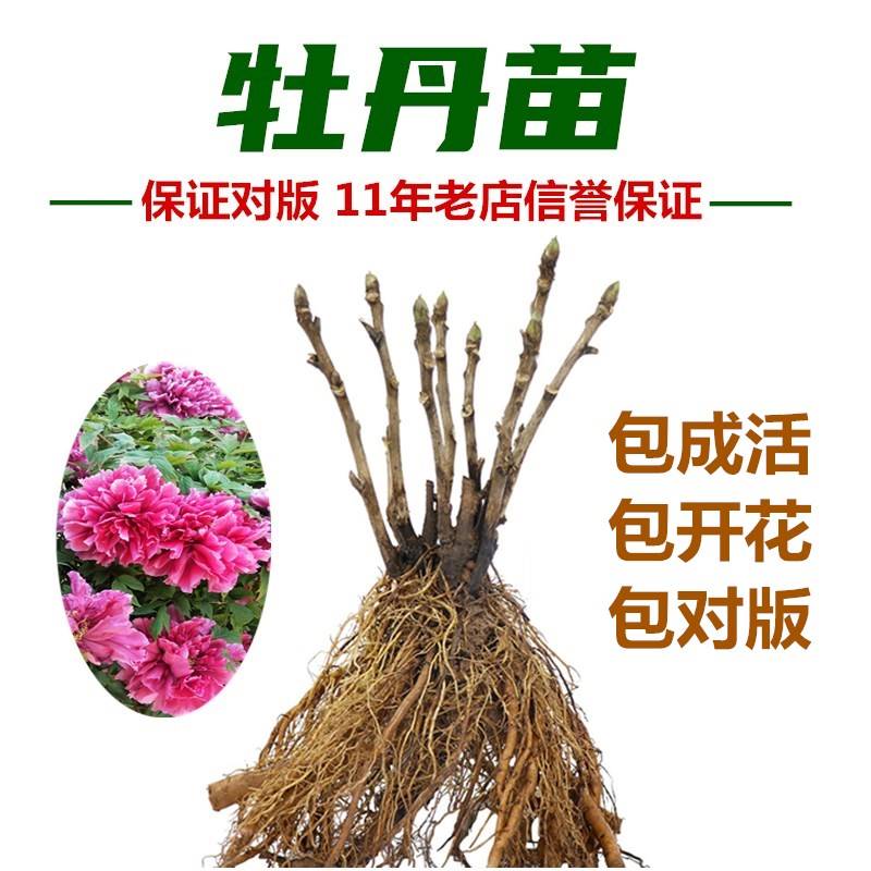 观赏牡丹花苗重瓣大苗阳台庭院盆栽花卉室内外绿植树苗洛阳红花卉