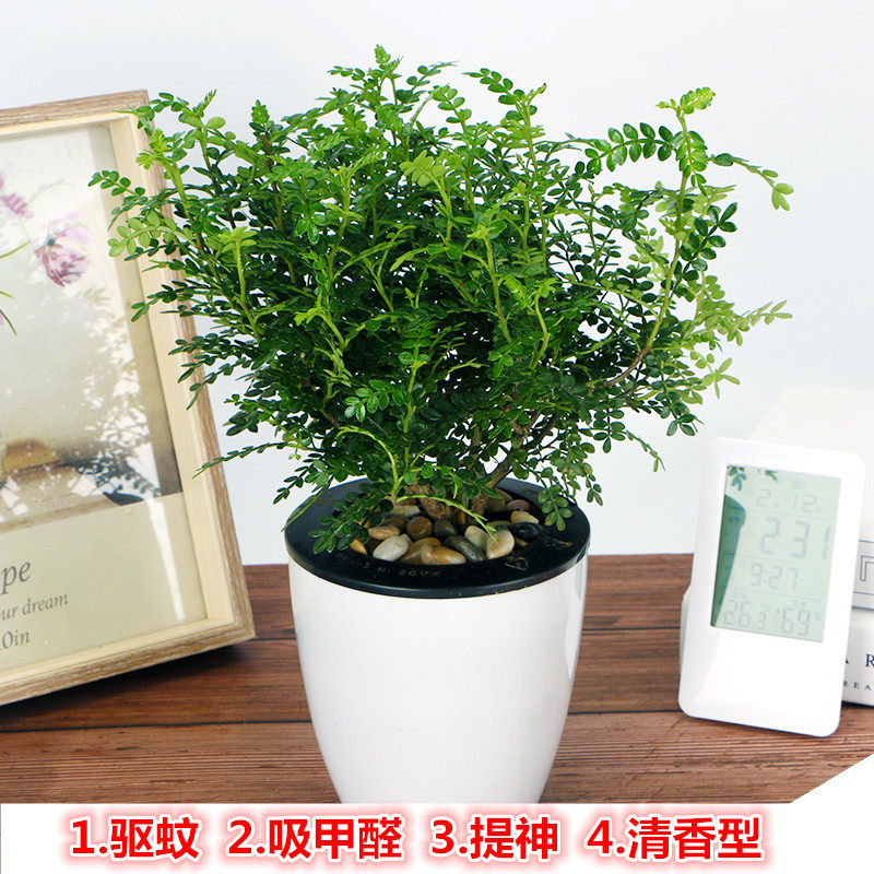 清香木正宗盆栽香叶子胡椒木散发香味办公桌面小盆栽观叶小植物