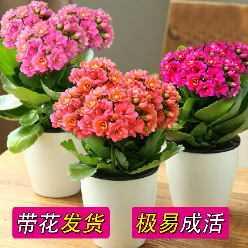 长寿花带花苞  花苗盆栽室内客厅绿植物重瓣成品春季花卉当年开花