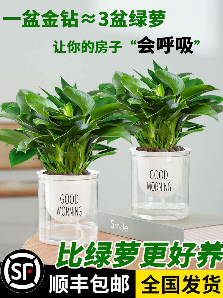 铂金钻盆栽绿萝箩花卉植物室内花水培绿植多肉好养发财树金钻盆栽