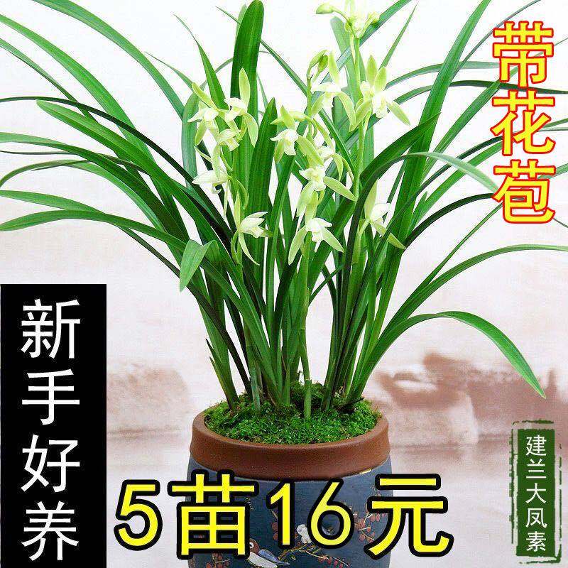 兰花盆栽建兰四季兰大凤素夏秋带花苞大将军兰花室内红将军兰花