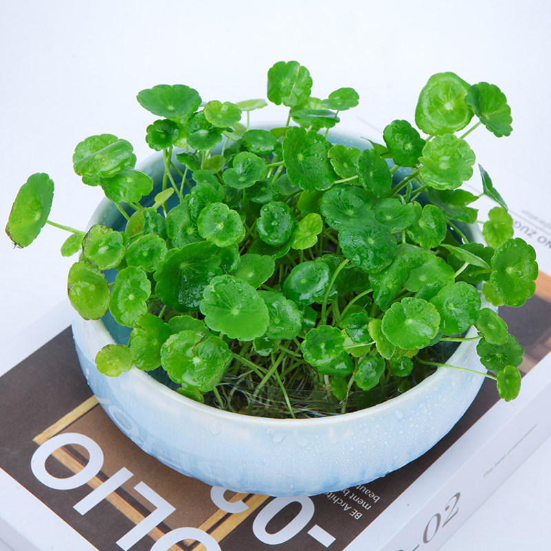 铜钱草水培水养土培室内植物 桌面办公室绿植创意阳台盆栽金钱草