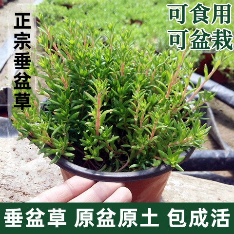 食用降血糖护肝草垂盆草阳台四季常青中草药材苗耐干耐垂盆草盆栽