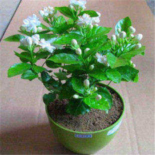 盆栽重瓣双色茉莉花