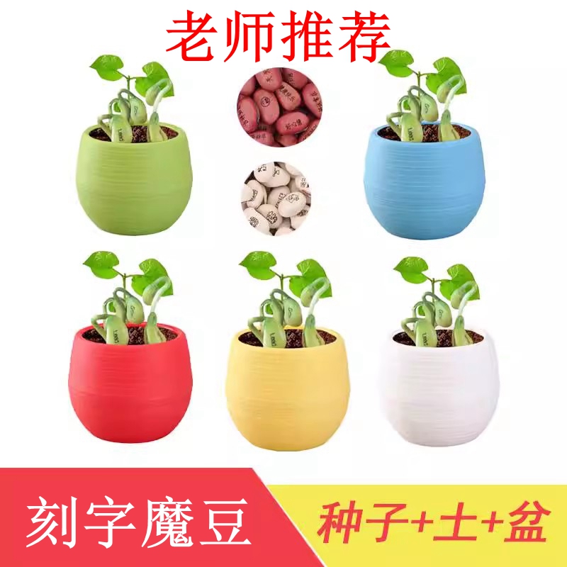 刻字爱情魔豆桌面儿童小盆栽