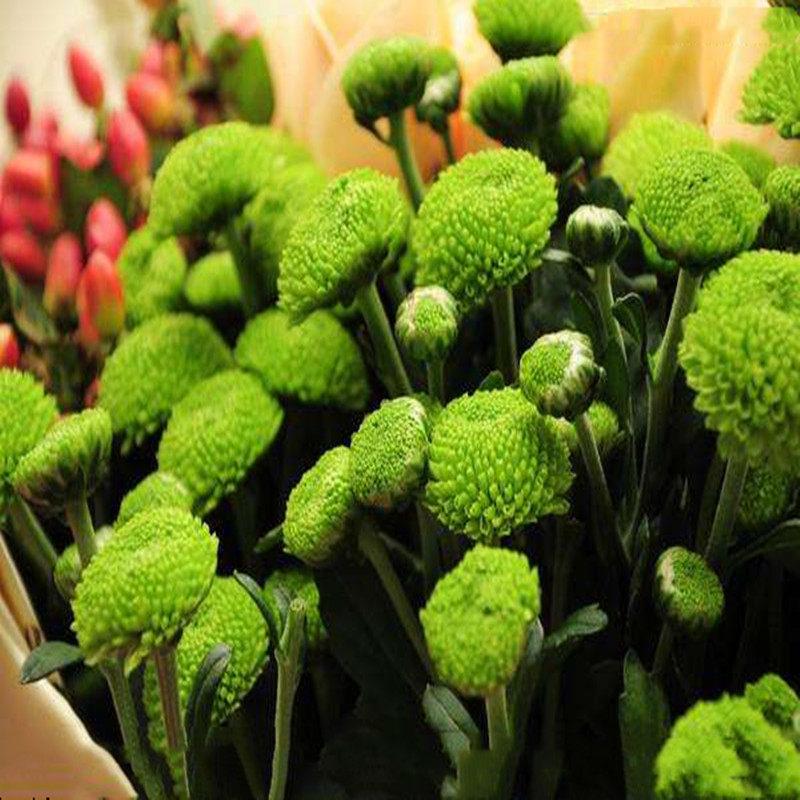 盆栽带花种植耐寒绣球乒乓菊