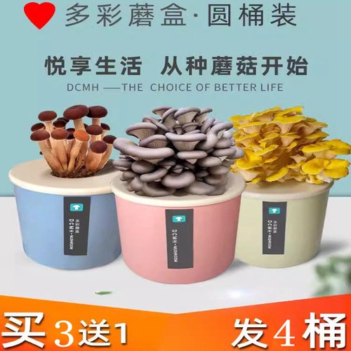 平菇种植可食用盒子可食用平菇