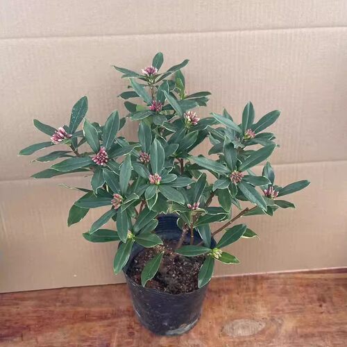 金边瑞香木本花卉客厅花卉兴颜