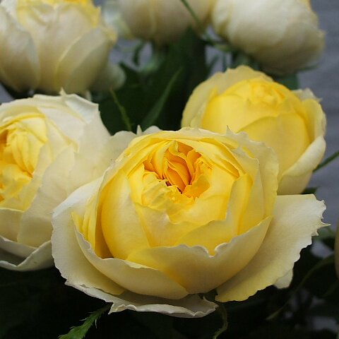 月季金丝雀微型阳台盆栽观花勤开包子绿植花苗四季开欧月玫瑰