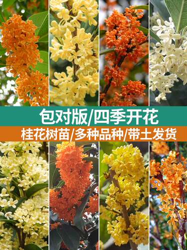 金桂矮桩桂花树苗盆栽浓香型四季庭院地栽室内花卉好养易活小盆景