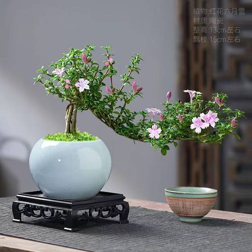 小叶飘枝九里香盆栽中式盆景室内罗汉松书房植物微盆景装饰摆件