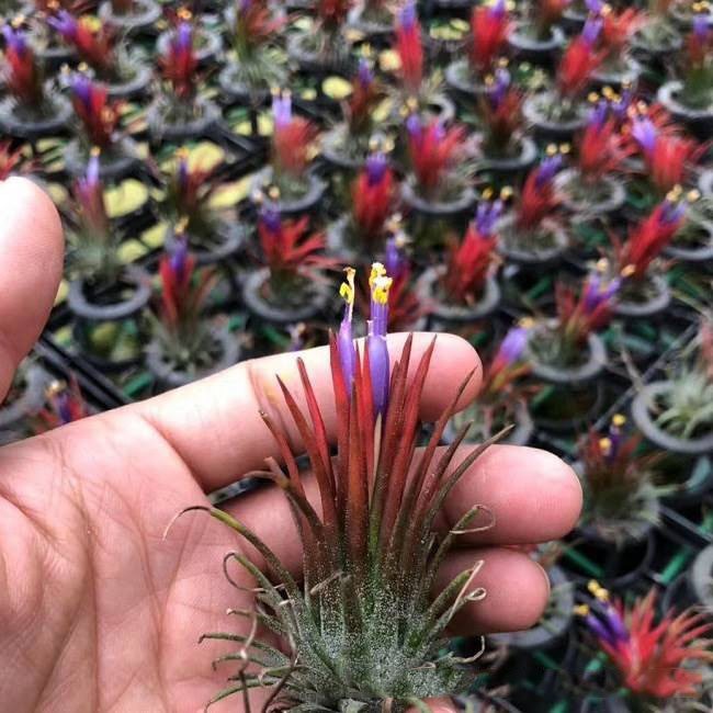 空气凤梨无土植物福果精灵群生多头绿植盆栽无土植物 铁兰福果