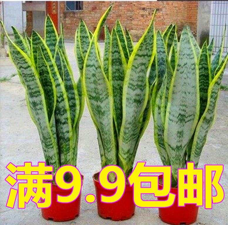 金边虎皮兰室内绿植盆栽盆景虎尾兰多肉植物白玉虎皮兰盆栽批发