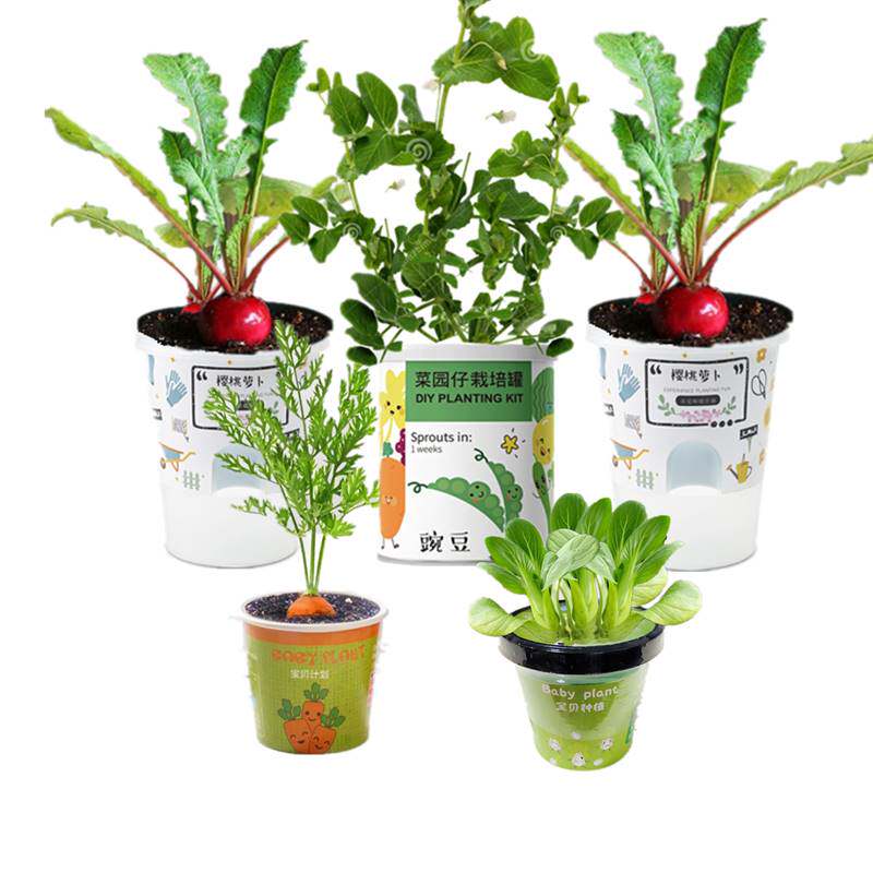 diy儿童种植小盆栽幼儿观察日记植物发芽生长秋冬迷你自种小花农