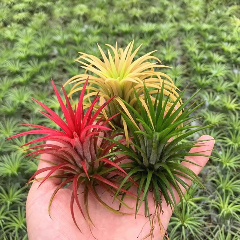 空气凤梨无土植物室内空气凤梨植物 凤梨花摆件盆栽凤梨草绿植花