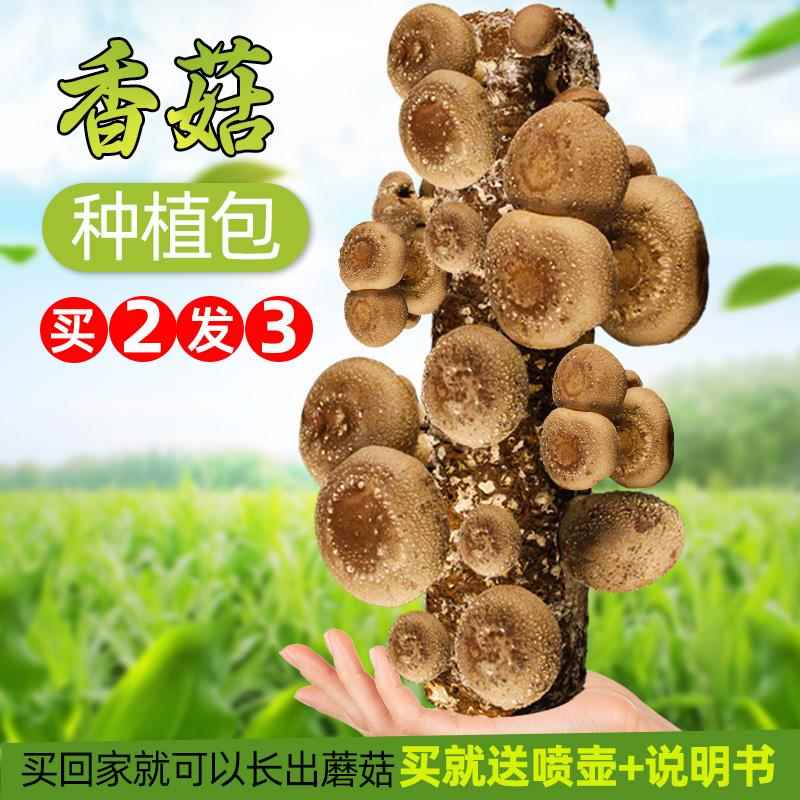香菇种植菌包蘑菇食用儿童平菇香菇菌棒家庭菌棒盆栽香菇种植包