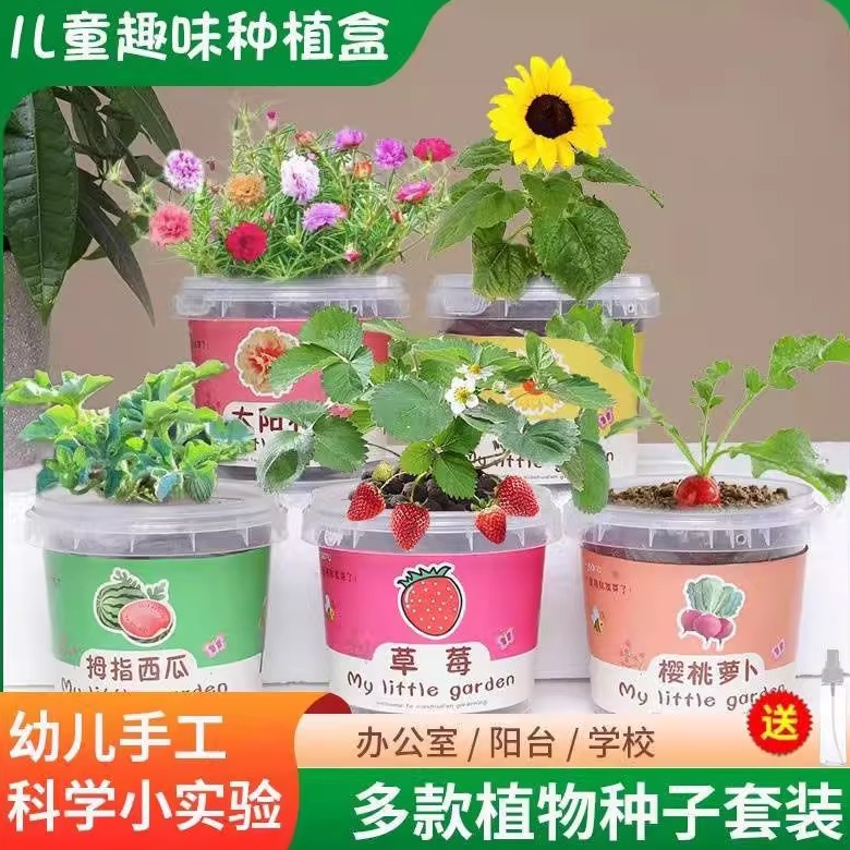 儿童种植幼儿园长草娃娃盆栽草娃娃绿植幸运草向日葵四叶草种子