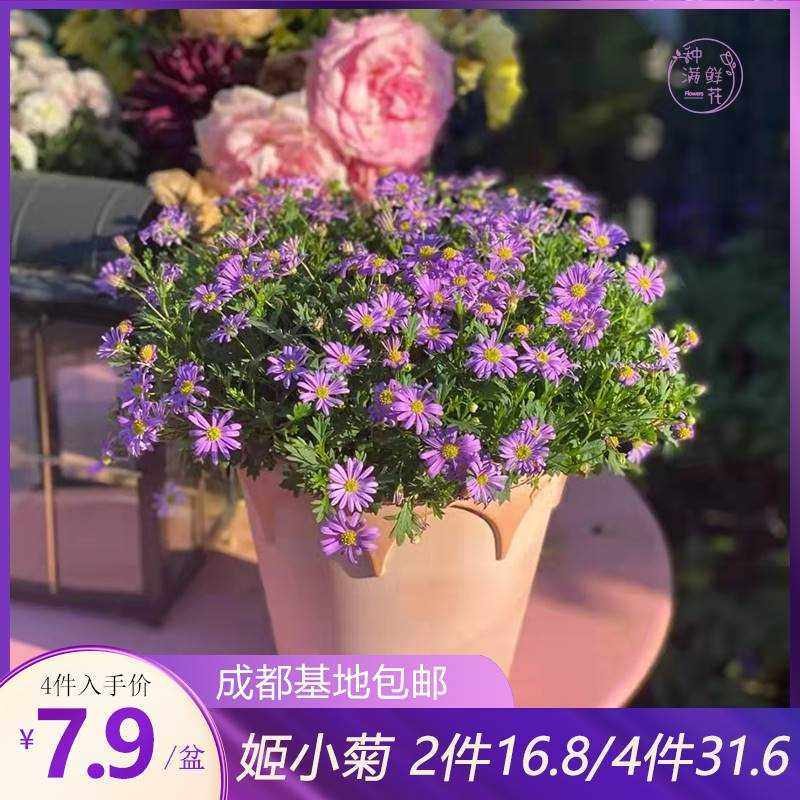 姬小菊盆栽带花苞四季阳台图片