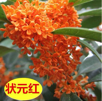 桂花盆栽日香桂植物桂花小树苗阳台室内带花四季浓香型状元红丹桂