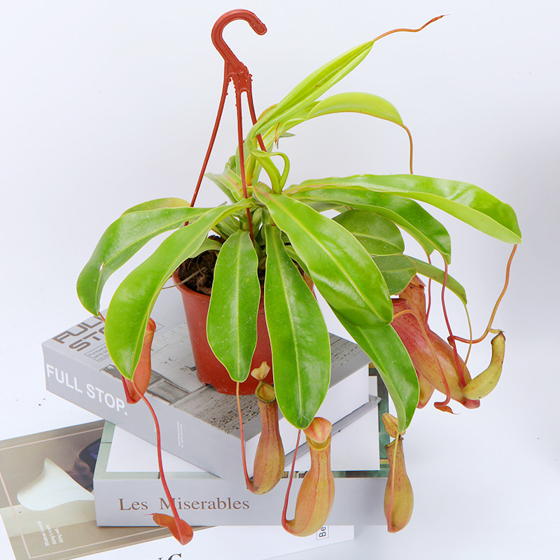 猪笼草奇趣新奇植物大苗抓蚊虫草抓苍蝇的植物垂吊盆栽植物