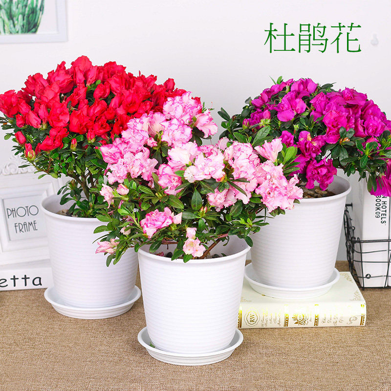 杜鹃花盆栽带花苞四季开花老桩绿植物好养的花卉室内阳台杜鹃花苗