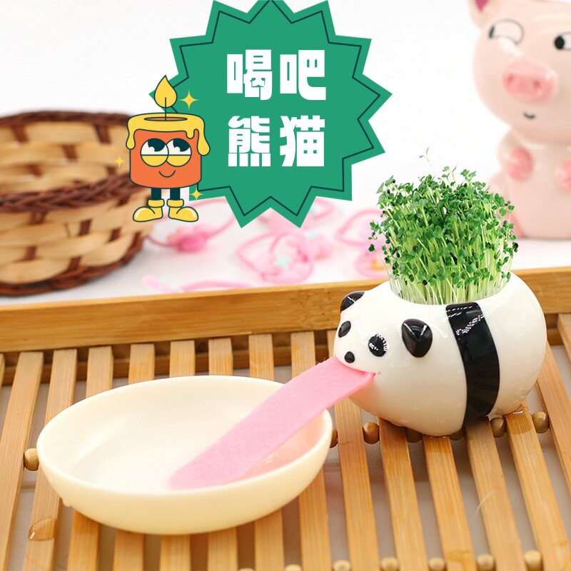 桌面绿植DIY盆栽 吸水水培小植栽迷你微景观草头娃种植儿童小盆栽