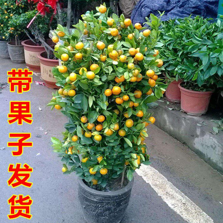 观赏橘子树盆栽四季桔金桔树盆栽植物金钱橘金钱桔树盆栽带果植物