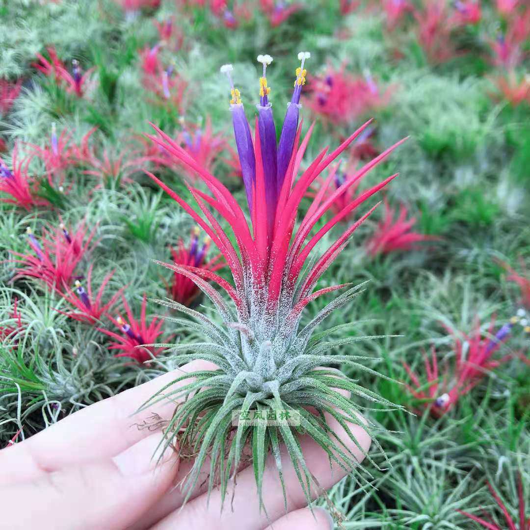 空气凤梨精灵花无土植物懒人盆栽花卉办公室内净化环境绿植凤梨花