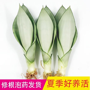 金边虎皮兰盆栽客厅室内绿植去矮脚白玉虎皮兰虎尾兰水培植物花卉