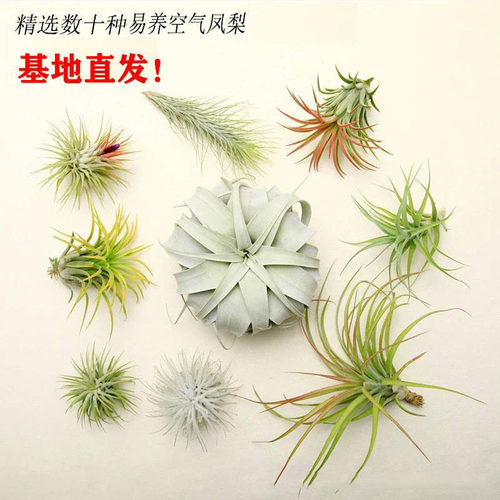 空气凤梨植物盆栽精灵老人小章鱼