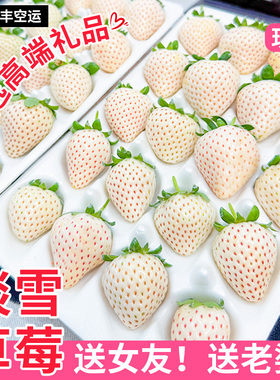 淡雪白草莓新鲜丹东草莓白雪公主牛奶奶油草莓礼盒