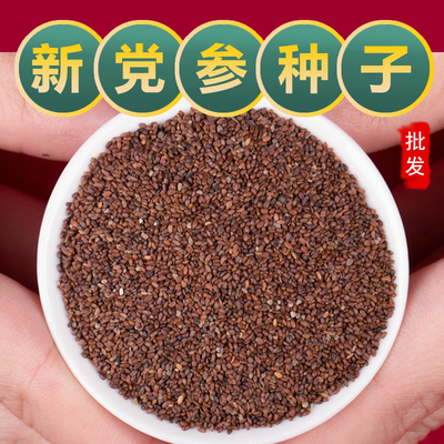 党参种子种植苗新鲜党参籽岷县中药材当参党归黄芪苗种孑
