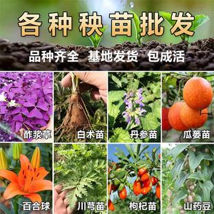 百部苗对叶百部苗百部根苗中药材九重根云南百部种子块茎种植苗