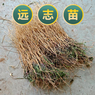中药材远志苗新鲜采挖远志种植苗另有远志种子各种中药材种植苗