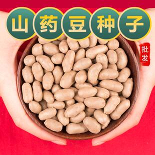 新鲜山药豆种子怀山药豆农家山药蛋种子小白嘴四季播种蔬菜种子