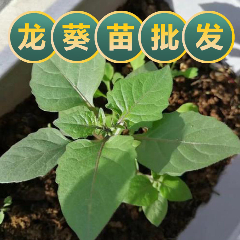 新鲜现挖龙葵苗白花龙葵种植苗龙葵种籽东北黑悠悠黑天天龙葵果